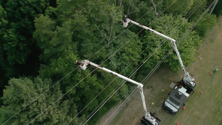 How Our Tree Care Process Works  in  Palmetto Bay, FL